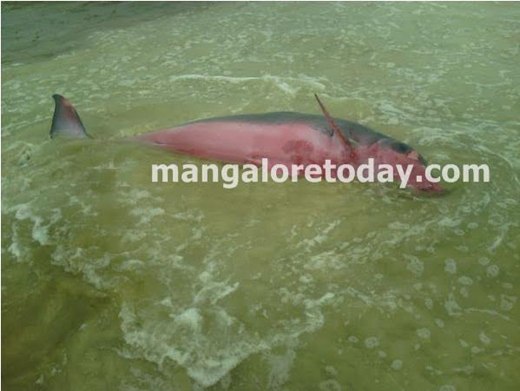 dolphin